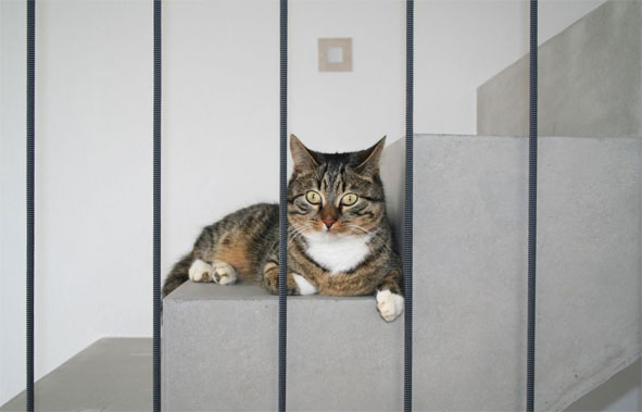 Neubau EFH mit Carport in Friedberg/Rederzhausen - hicker architekten Friedberg